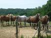 Ferme De Honzac - Hotel