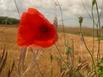 Chambres dhtes Les Coquelicots - Hotel