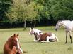 Le Haras des Auviers - Hotel