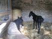 Gite  la Ferme de la Petite No - Centre questre Cherokee - Hotel