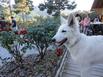 Parc Rsidentiel de Loisir : Le Loup Blanc du Riou - Hotel