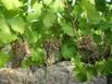 Holiday Home Calme Et Vignes Pres De Montpellier Pignan - Hotel