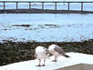 ibis Roscoff Bord de Mer - Hotel