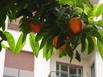 Hotel Les Orangers - Hotel