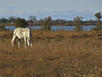 Mercure Port Camargue - Hotel